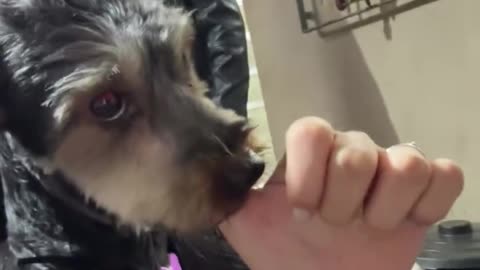 Puppy Gently Sucks On Person's Finger