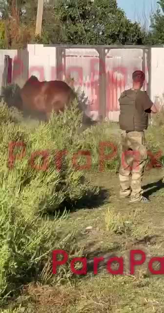 Russian jew kills stolen horse for meat in Ukraine