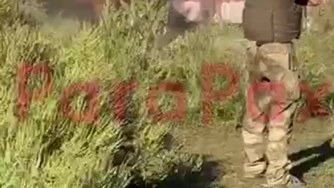 Russian jew kills stolen horse for meat in Ukraine
