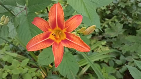 Tiger Lilly