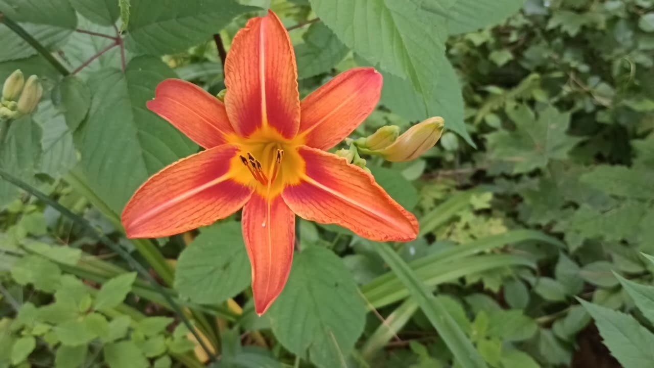 Tiger Lily