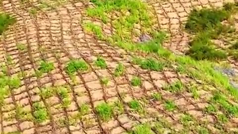 Three generations of fighting desertification in China's Gobi Desert are paying off! Mike