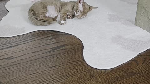 Adorable Short-Legged Minskin Kitten