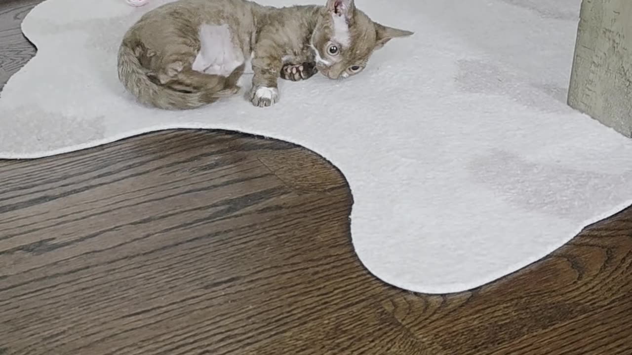 Adorable Short-Legged Minskin Kitten