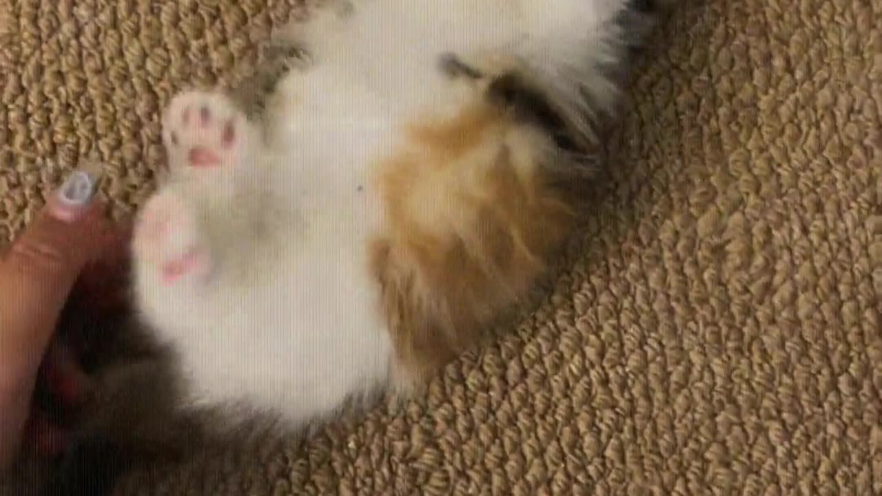 Cat: Mom, don't touch my butt.