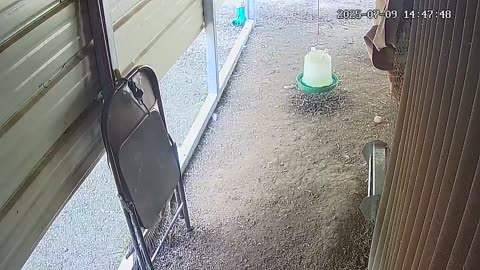 Did Someone Lose An Egg?