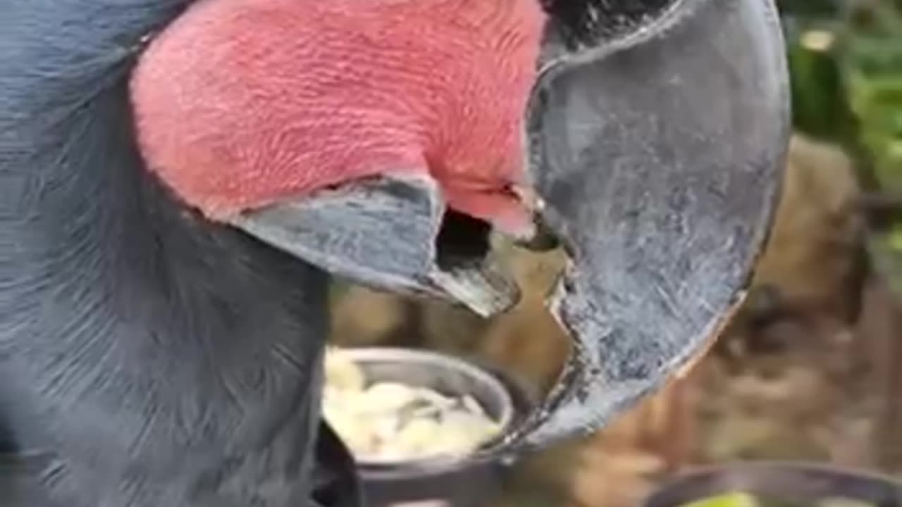 Parrots have excellent tongue control