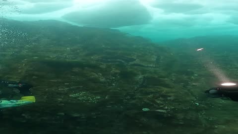 Diver's Flashlight Highlights Sea Angel Clione