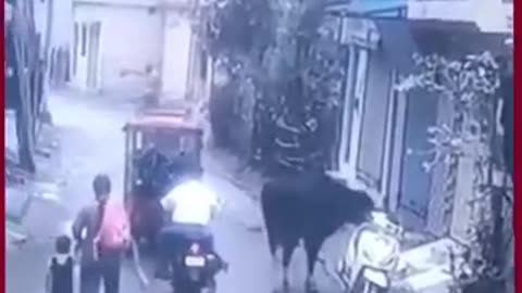 Viral Video: Bull Takes A Scooter Ride In Rishikesh, Internet Can't Handle It