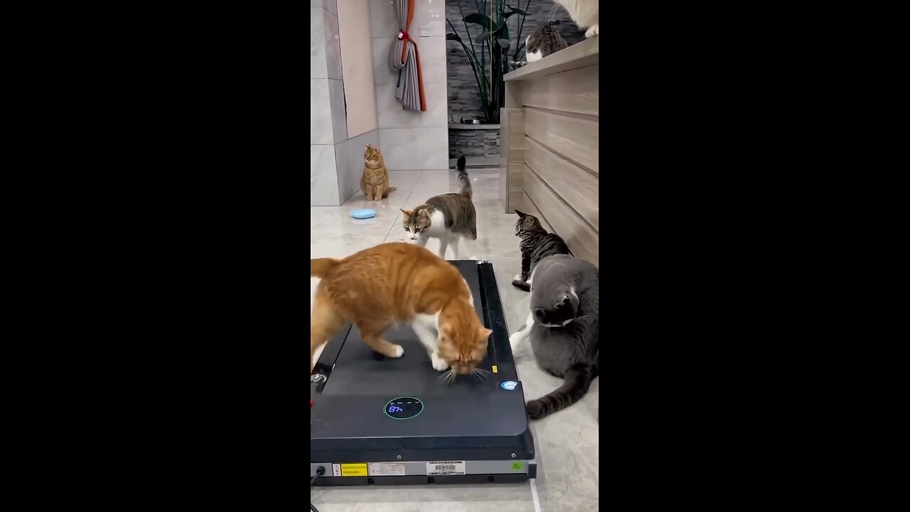 Gym Time for Cats – One Walks, Others Judge 😆"