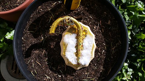 3i Atlas (The Solar System's Flying Wart)