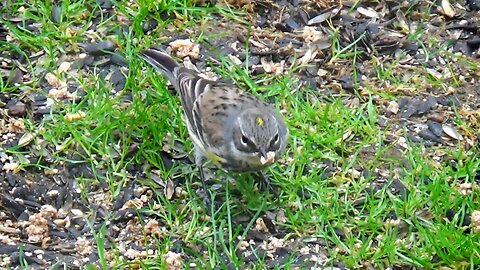Yellow-rumped warbler