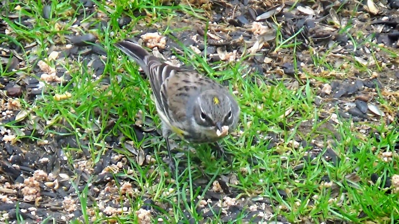 Yellow-rumped warbler