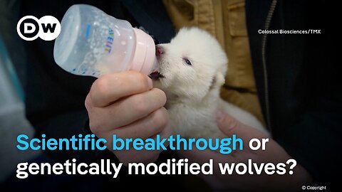 What's behind a biotech's company's claim to have cloned the extinct dire wolf? | DW News
