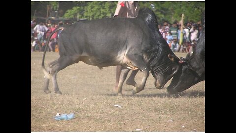 Traditional Super Cow FIGHT!!!