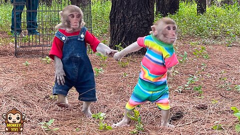 YiYi takes YinYin to escape from the forest when caught by the rangers