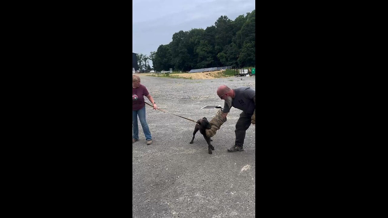 How we build dogs that stay in the fight