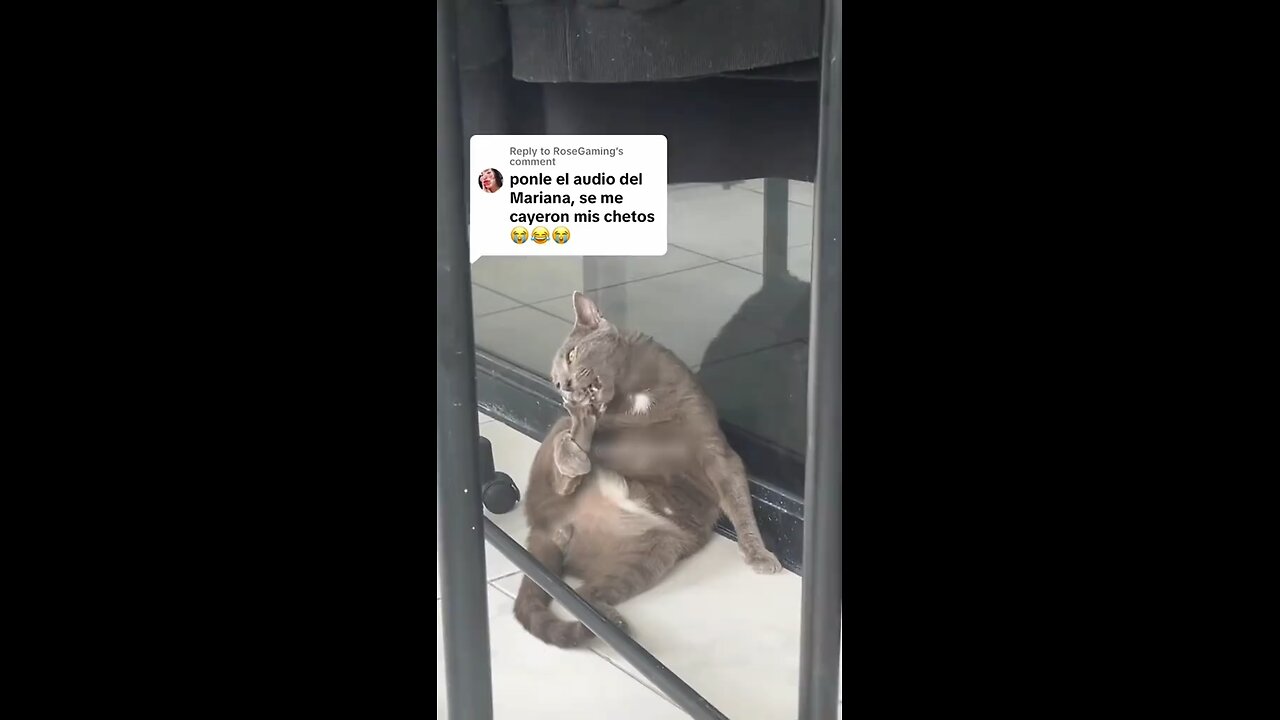 Chewbacca the Cat