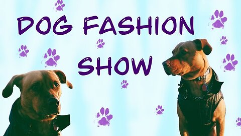 My Dogs Wear Clothes