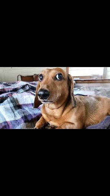 Funny Video Animals 🐶🐱#viral #funny