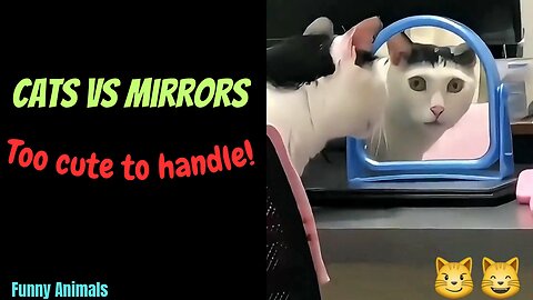 "Cats vs Mirrors: Too Cute to Handle!"