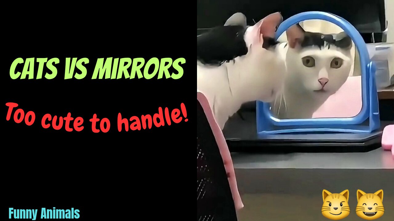 "Cats vs Mirrors: Too Cute to Handle!"