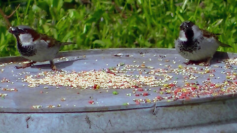 IECV NV #792 - House Sparrows At The Wash Basin Eating Seeds 4-2-2019