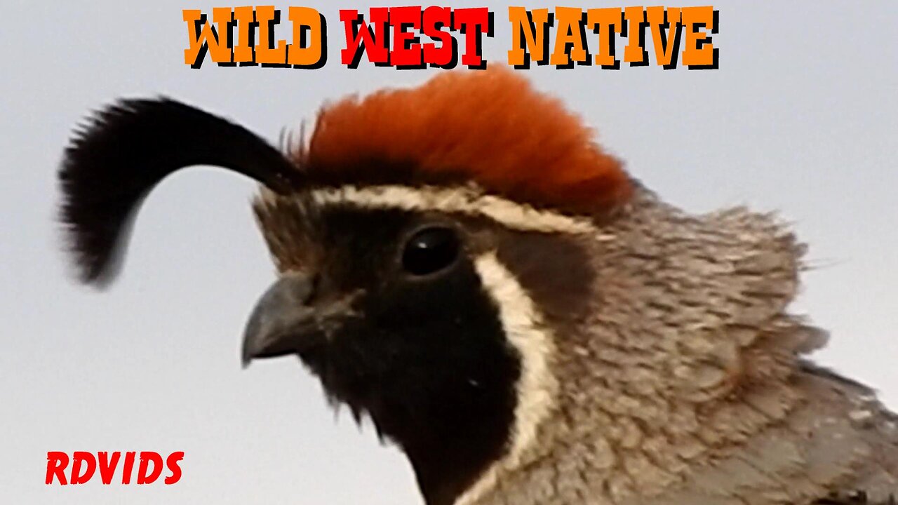 Wild West Native Quail - Amazing Bird Thriving In The Southwest - (Spaghetti Western Soundtrack "For A Few Dollars More" Ennio Morricone)