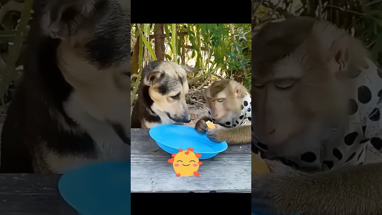Battle of the Cutest: Monkeys vs. Puppies!