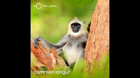 Meet the Sri Lankan monkey! 🐒