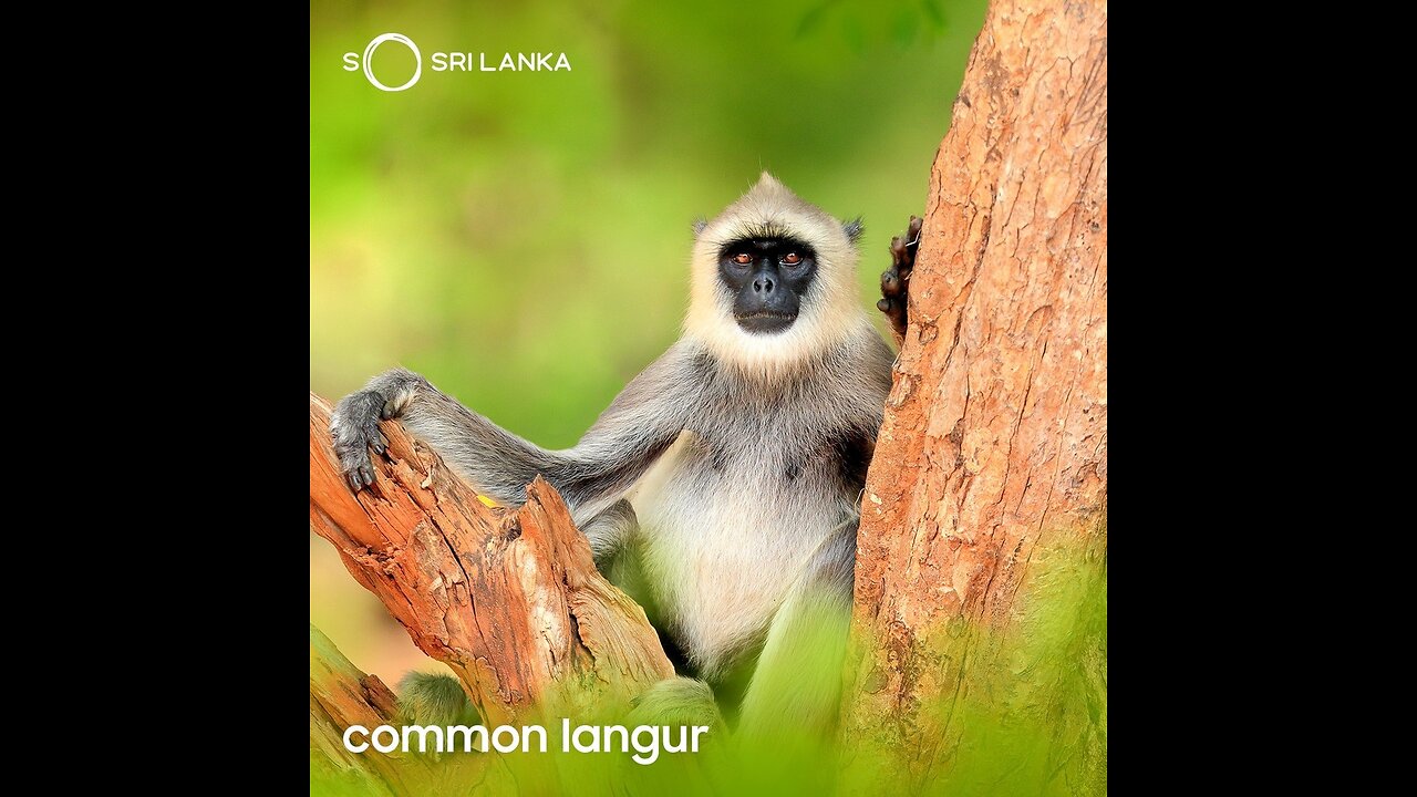 Meet the Sri Lankan monkey! 🐒
