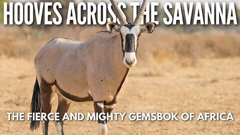 Hooves on the Savanna Africa’s Mighty Desert Survivor – The Gemsbok
