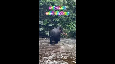 srilankan wild elephant
