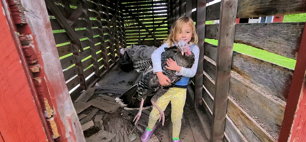 5 yr old nabs a wild turkey