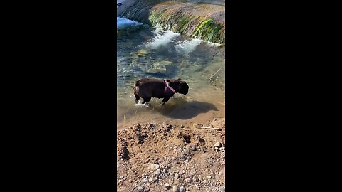 Bear swimming