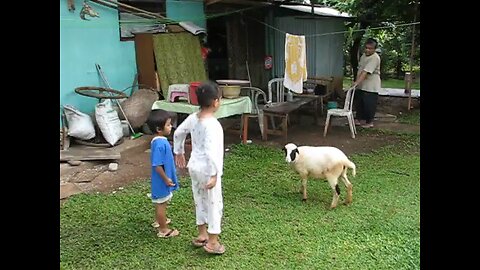 kambing lucu