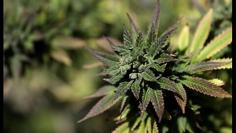 Latest Research. Cannabis Can Mess Up Human Egg Cells