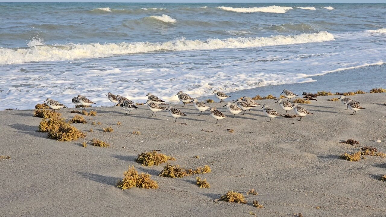 Beach Chicks