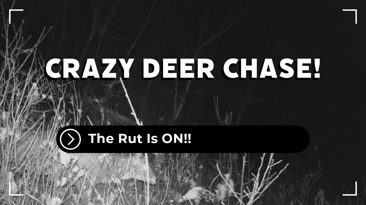 Bucks Gone Wild