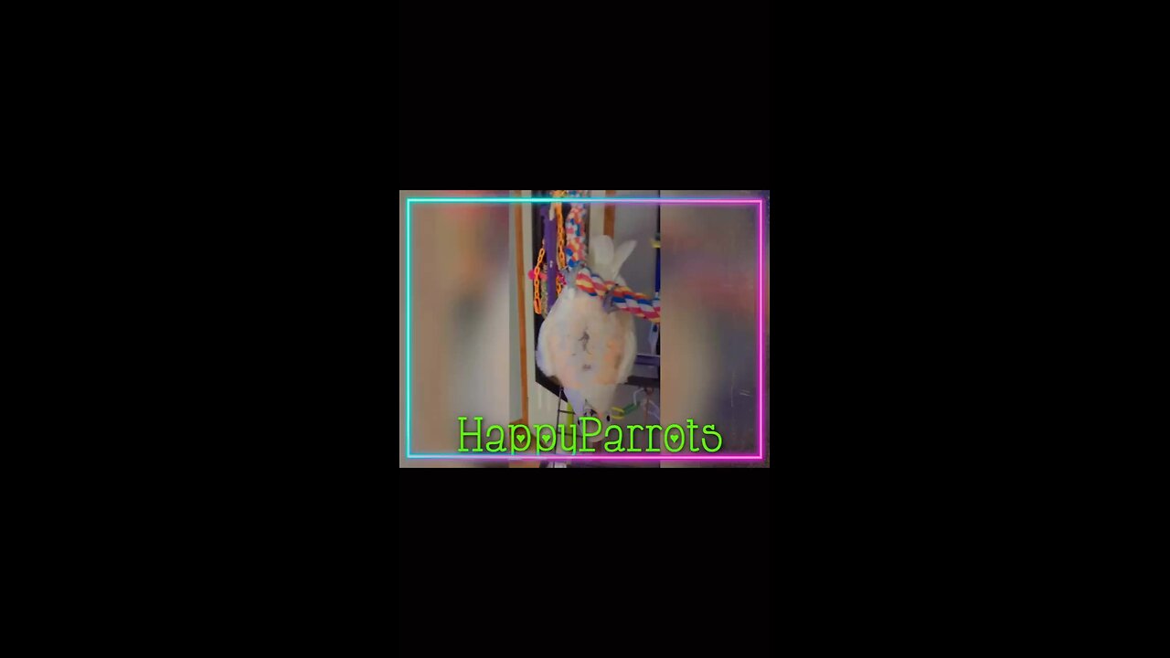 Welcome To HappyParrots