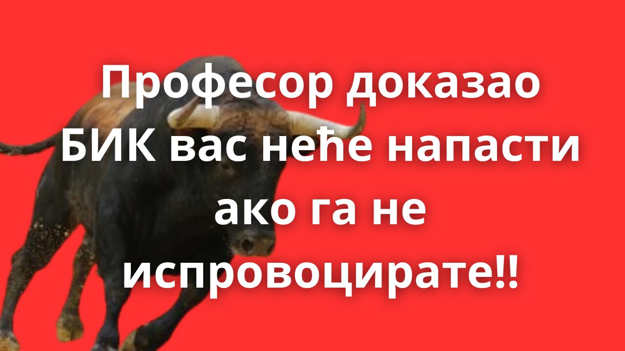Професор доказао: Бик неће напасти људе ако га не испровоцирају!!!