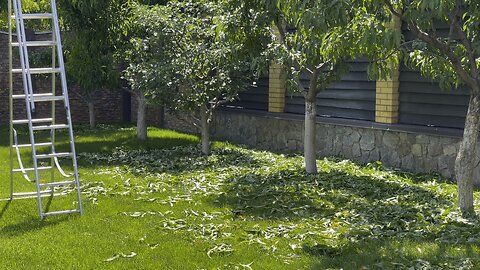 Beginning of green pruning