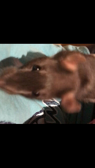 Enid and Wednesday Free Roam Fun But They Only Go Two Places