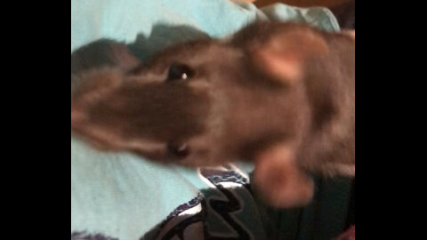 Enid and Wednesday Free Roam Fun But They Only Go Two Places