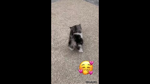 Funny TIny Kittenz