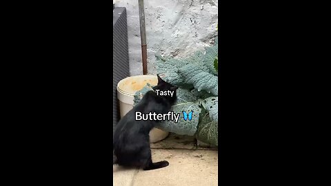 Kitten Elvis love’s butterfly