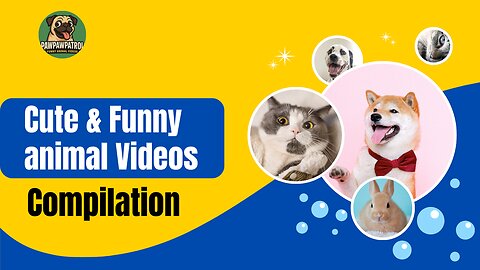 Cute and Funny Animal videos compilation