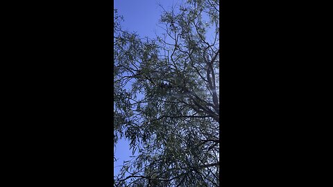 Cheeky apostle birds laughing at me