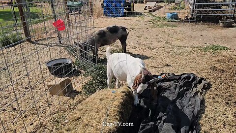 Graham Family Farm NW: 9:50 AM June 24 2025