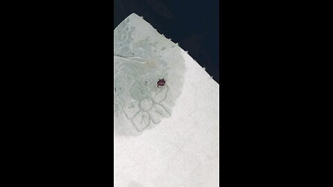 Tick almost got me